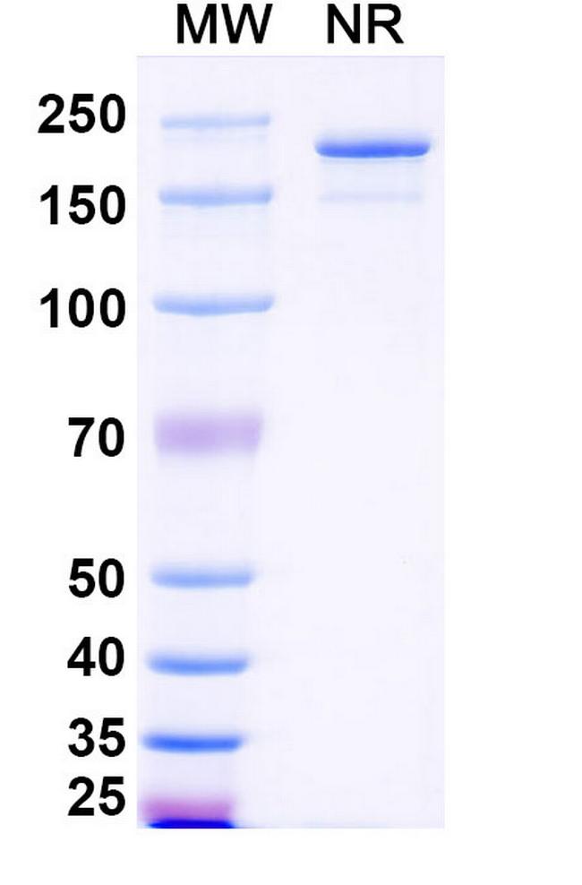 Lumistobart Humanized Antibody in SDS-PAGE (SDS-PAGE)