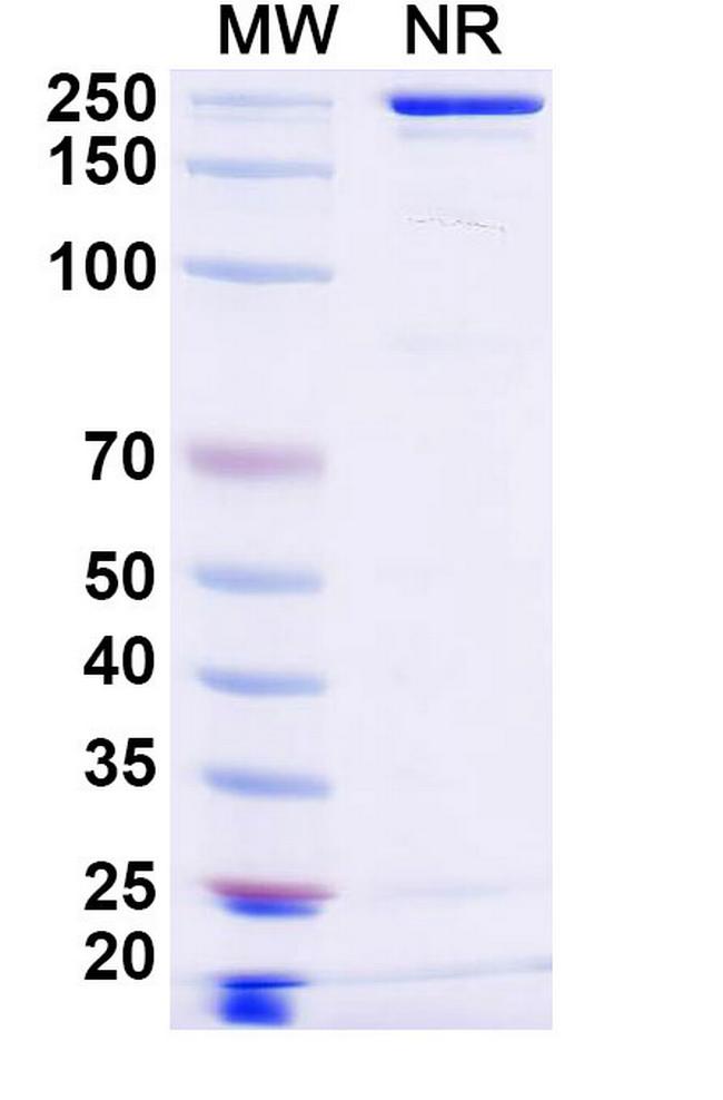 BCMA (Ispectamab Biosimilar) Antibody in SDS-PAGE (SDS-PAGE)