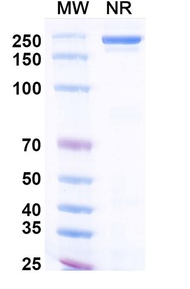 BCMA/CD3 (Vonsetamig Biosimilar) Antibody in SDS-PAGE (SDS-PAGE)