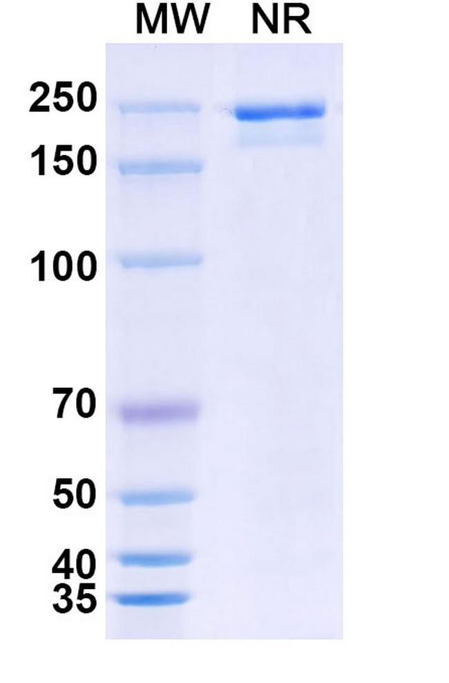 LY3022855 Antibody in SDS-PAGE (SDS-PAGE)