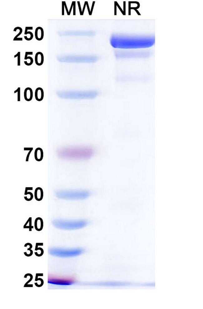 Dafsolimab Antibody in SDS-PAGE (SDS-PAGE)