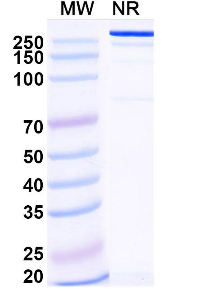 INSR (Ersodetug Biosimilar) Antibody in SDS-PAGE (SDS-PAGE)
