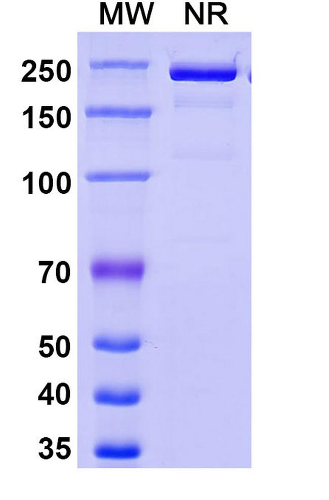 Eglatoprutug Antibody in SDS-PAGE (SDS-PAGE)
