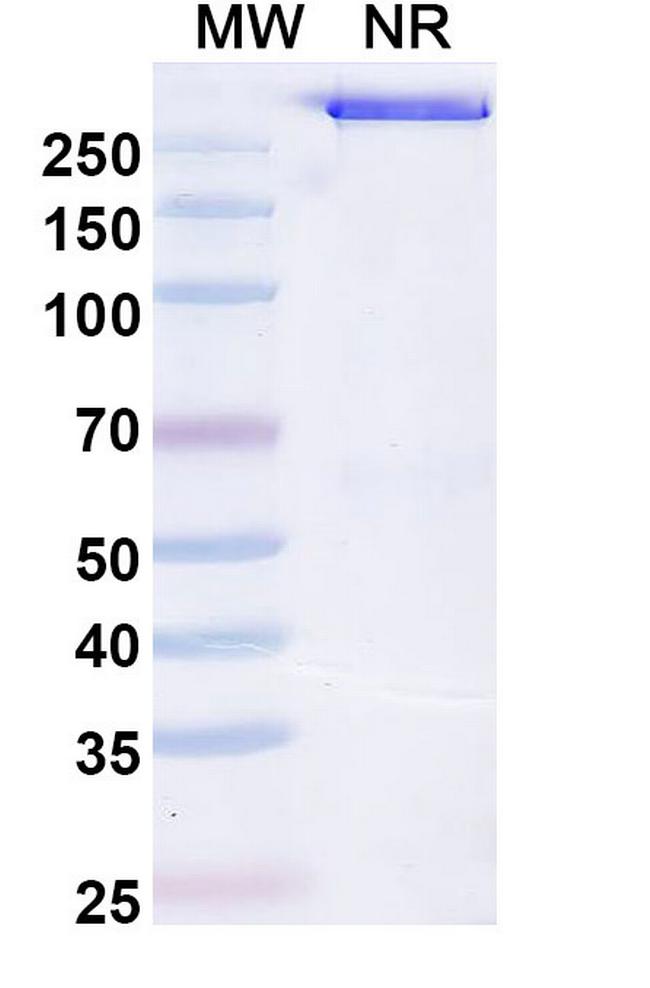 Opelkibart Antibody in SDS-PAGE (SDS-PAGE)