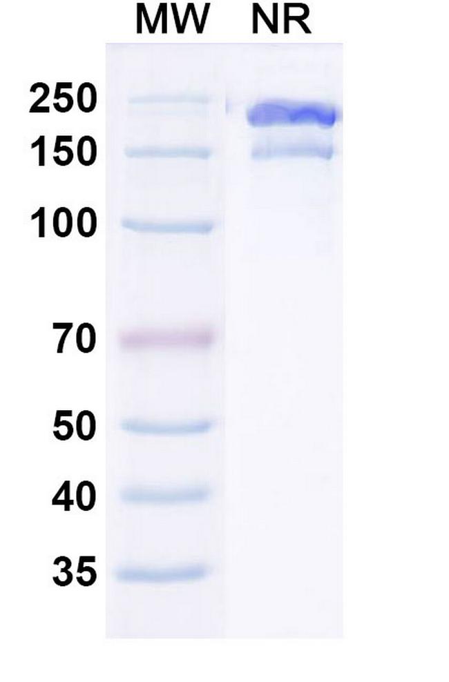 Gruticibart Chimeric Antibody in SDS-PAGE (SDS-PAGE)