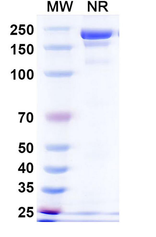 Davutamig Antibody in SDS-PAGE (SDS-PAGE)
