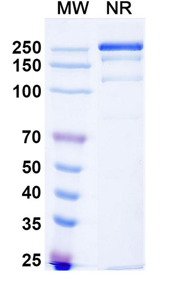 Pamvatamig Antibody in SDS-PAGE (SDS-PAGE)