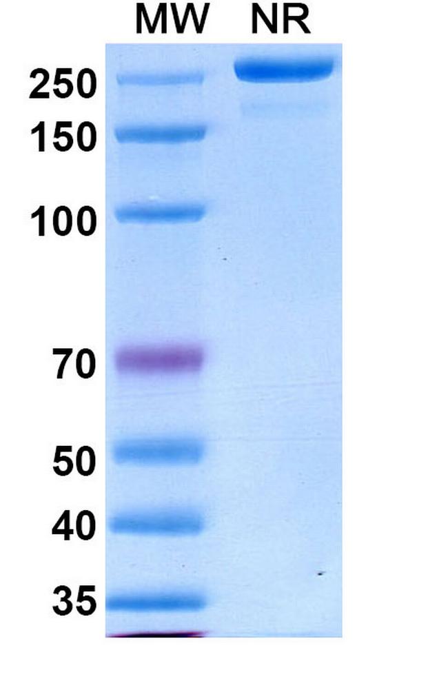 Varokibart Antibody in SDS-PAGE (SDS-PAGE)