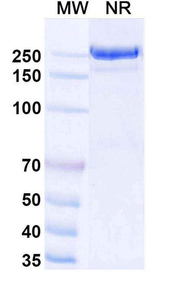 Usilnetug Chimeric Antibody in SDS-PAGE (SDS-PAGE)