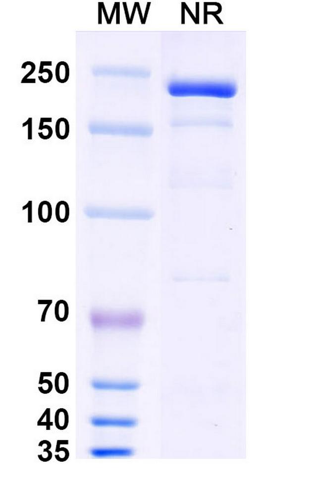 Eramkafusp Alfa Chimeric Antibody in SDS-PAGE (SDS-PAGE)