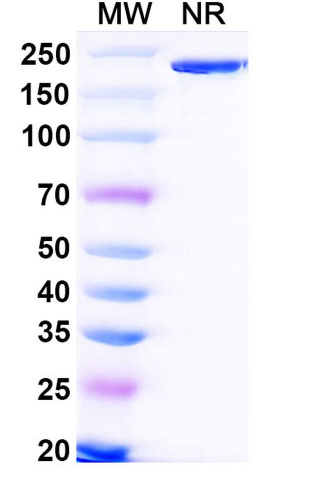 Bifikafusp Alfa Antibody in SDS-PAGE (SDS-PAGE)
