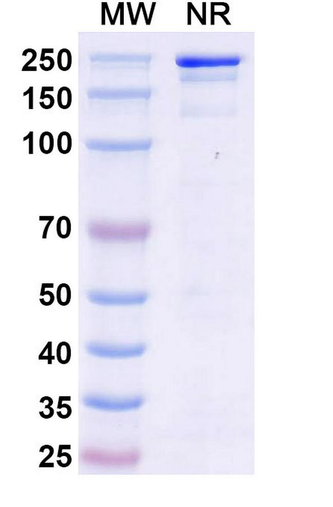 Micvotabart Humanized Antibody in SDS-PAGE (SDS-PAGE)