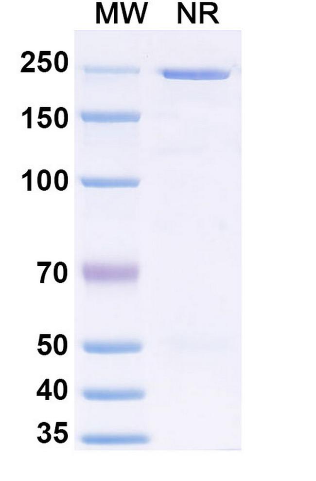 Anvatabart Antibody in SDS-PAGE (SDS-PAGE)