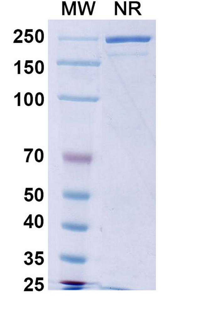 Calotatug Antibody in SDS-PAGE (SDS-PAGE)
