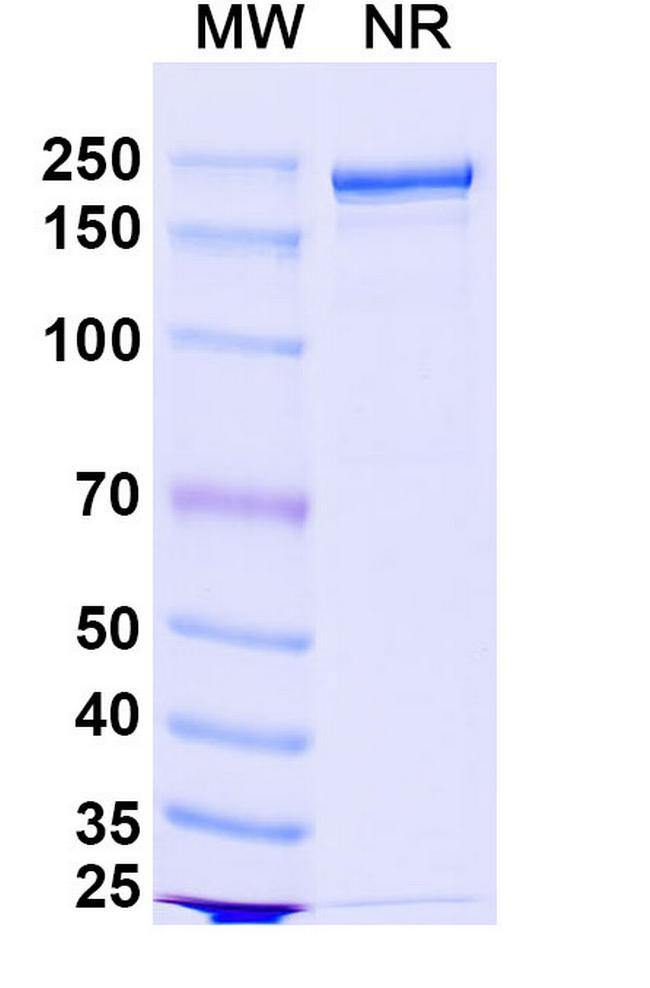 Pacibekitug Antibody in SDS-PAGE (SDS-PAGE)