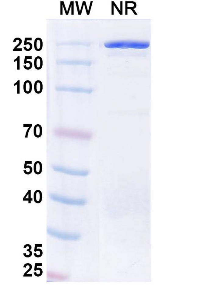 Veligrotug Antibody in SDS-PAGE (SDS-PAGE)