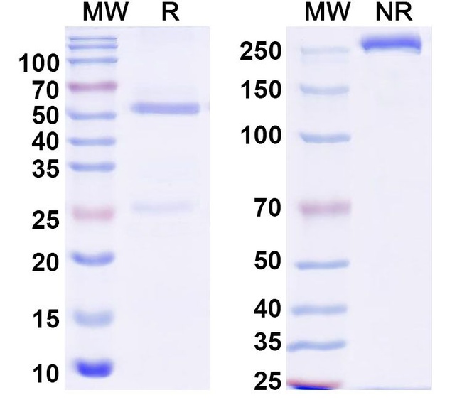 Alextatug Antibody in SDS-PAGE (SDS-PAGE)