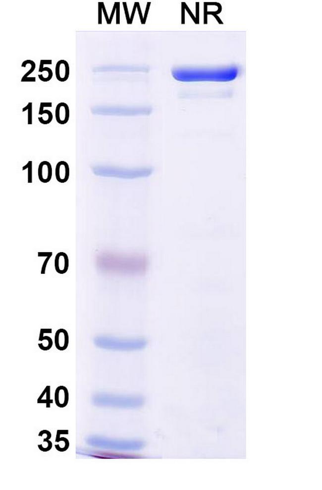 VAK-694 Humanized Antibody in SDS-PAGE (SDS-PAGE)