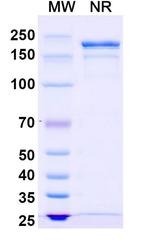 Gomiliximab Chimeric Antibody in SDS-PAGE (SDS-PAGE)