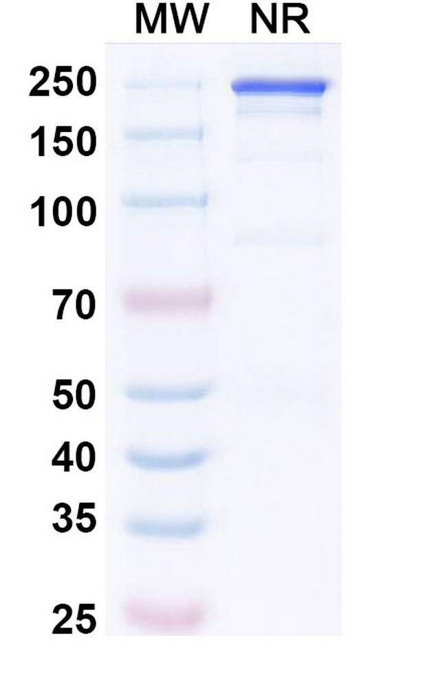 Precemtabart Antibody in SDS-PAGE (SDS-PAGE)