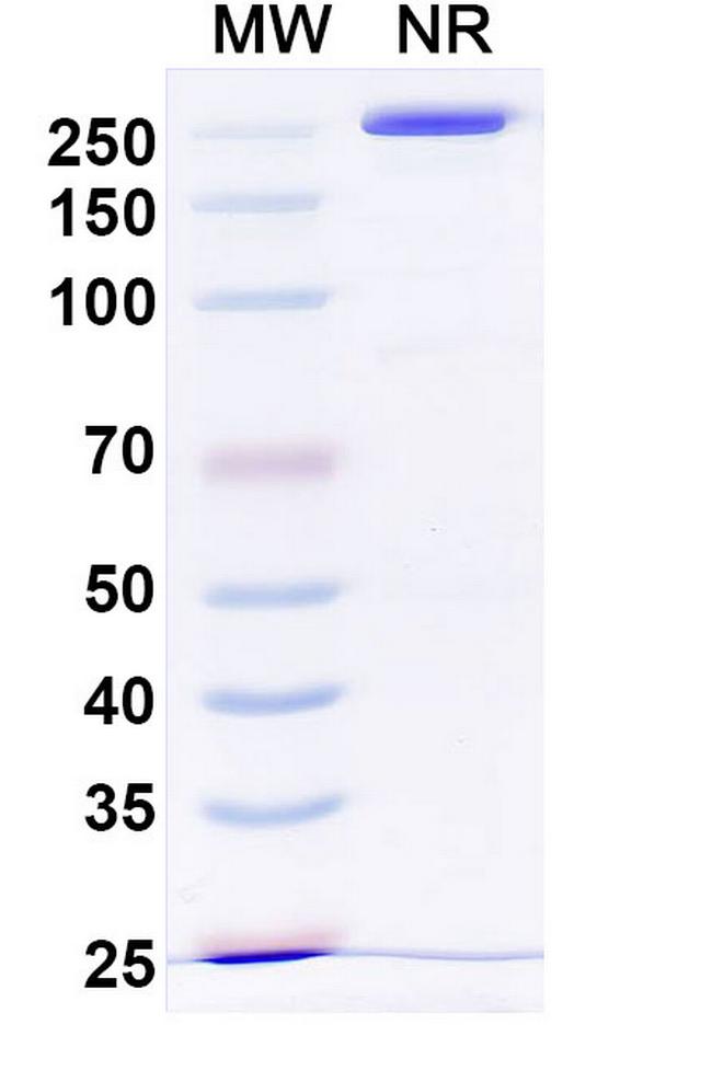 Lpathomab Antibody in SDS-PAGE (SDS-PAGE)