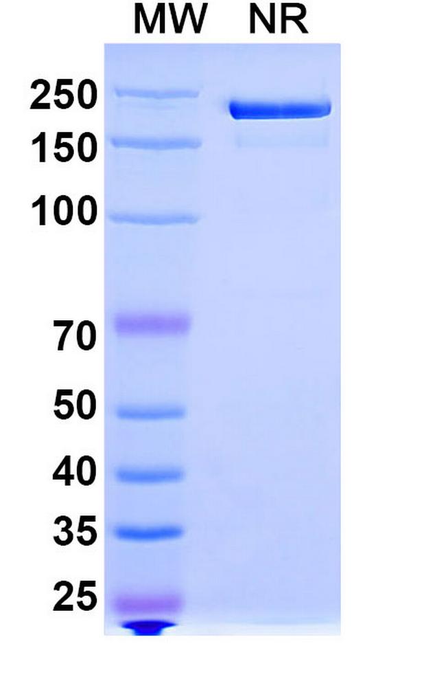 Trosunilimab Chimeric Antibody in SDS-PAGE (SDS-PAGE)