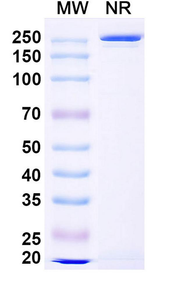 Riliprubart Antibody in SDS-PAGE (SDS-PAGE)