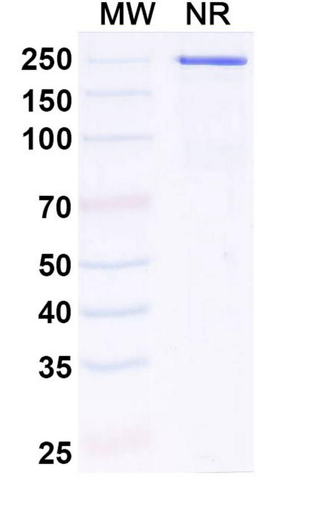 Calpurbatug Humanized Antibody in SDS-PAGE (SDS-PAGE)