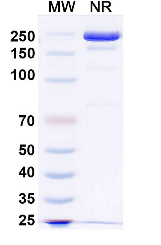 Atisnolerbart Antibody in SDS-PAGE (SDS-PAGE)