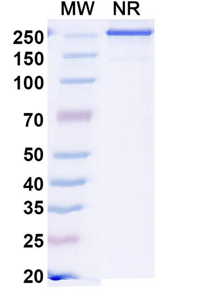 Sonavibart Antibody in SDS-PAGE (SDS-PAGE)
