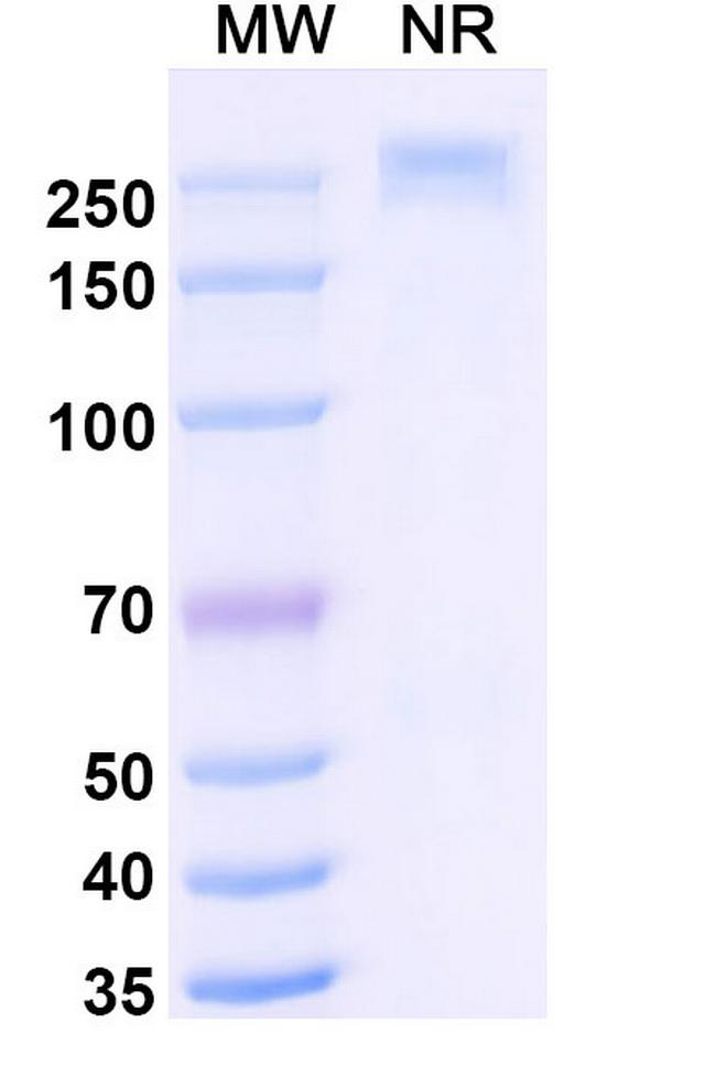 Hepatitis B Virus D preS1 (Libevitug Biosimilar) Antibody in SDS-PAGE (SDS-PAGE)