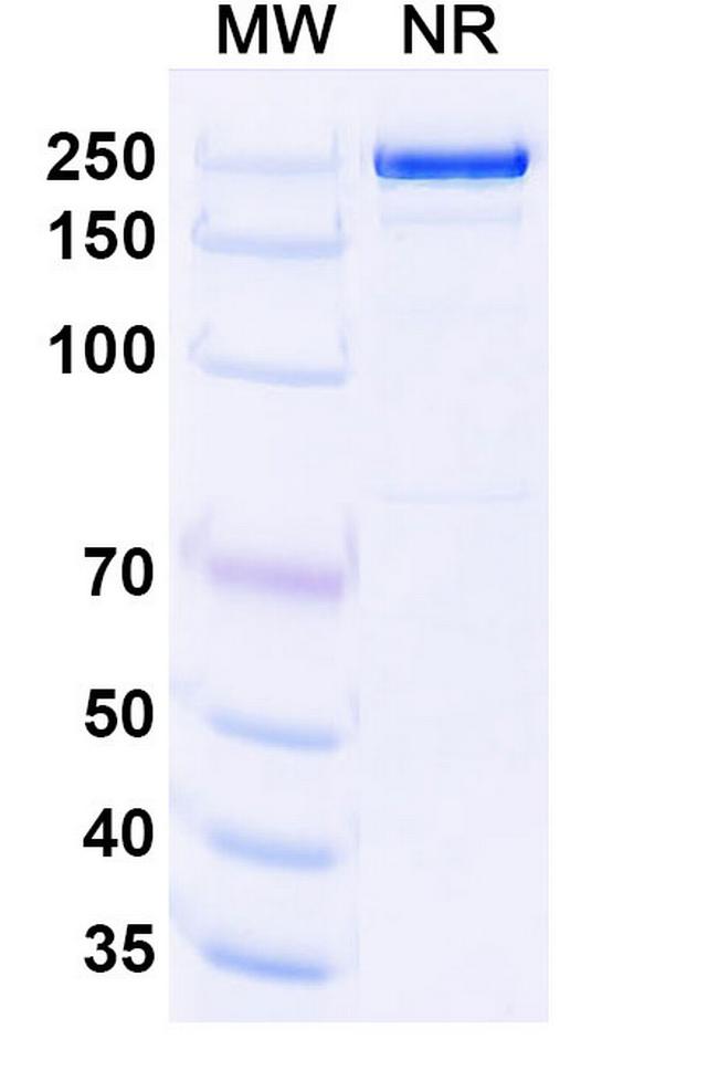 Upanovimab Chimeric Antibody in SDS-PAGE (SDS-PAGE)