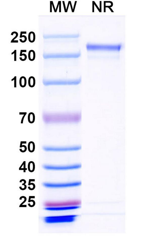 Crexavibart Antibody in SDS-PAGE (SDS-PAGE)