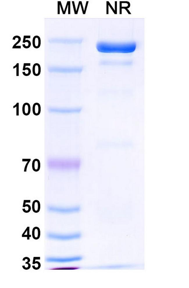 Masavibart Antibody in SDS-PAGE (SDS-PAGE)