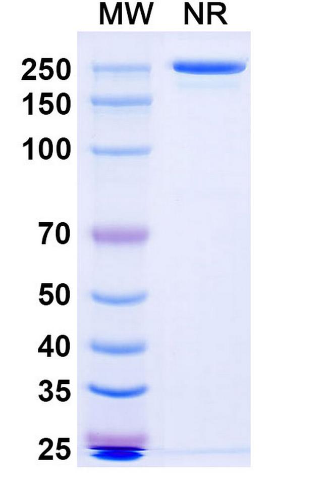 Nepuvibart Antibody in SDS-PAGE (SDS-PAGE)