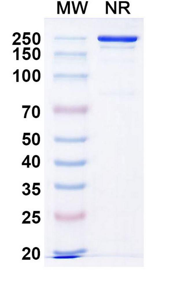 Ogalvibart Antibody in SDS-PAGE (SDS-PAGE)