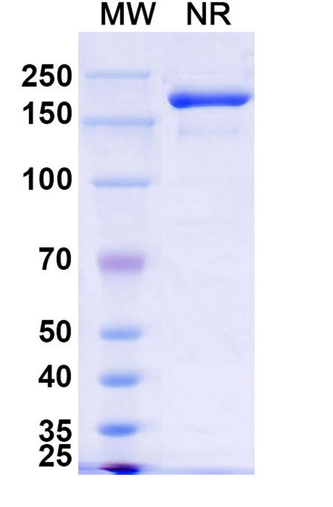 SARS-CoV-2 Spike Protein S2 (Gorivitug Biosimilar) Antibody in SDS-PAGE (SDS-PAGE)