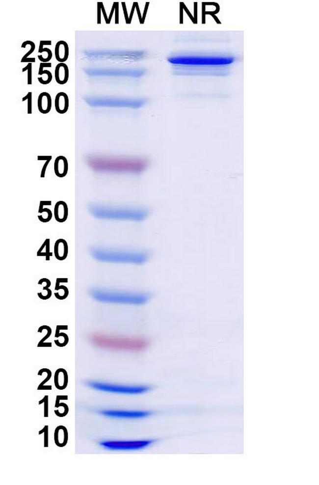 Lafuvitug Antibody in SDS-PAGE (SDS-PAGE)