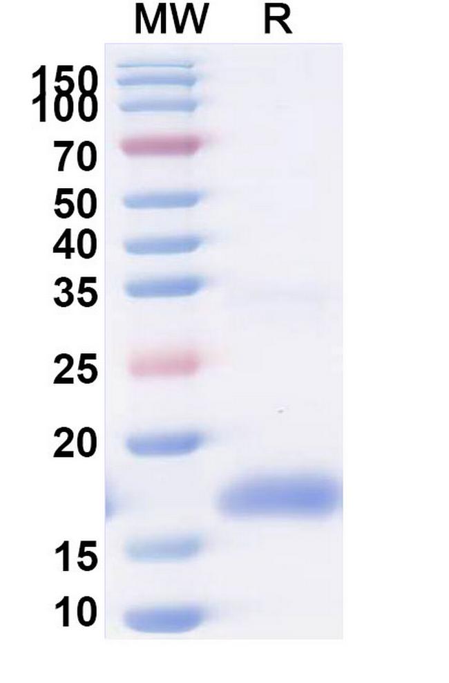 HIV1 gp120 VHH-8His-Cys-tag Antibody in SDS-PAGE (SDS-PAGE)