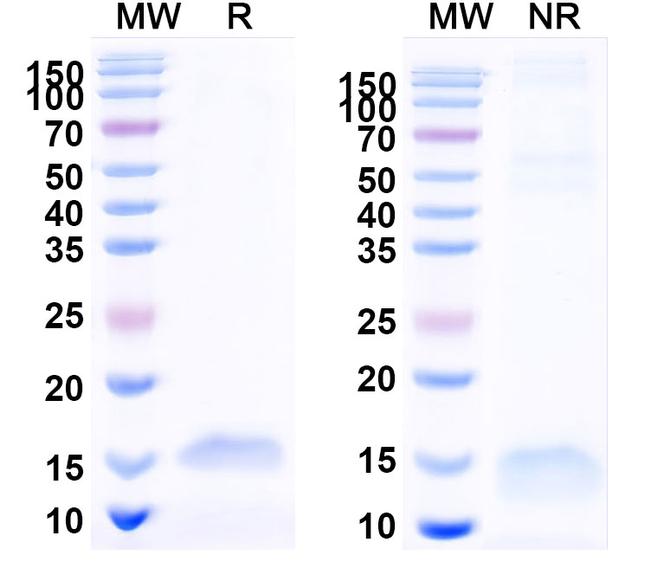 Fab Kappa Light Chain VHH-8His-Cys-tag Antibody in SDS-PAGE (SDS-PAGE)