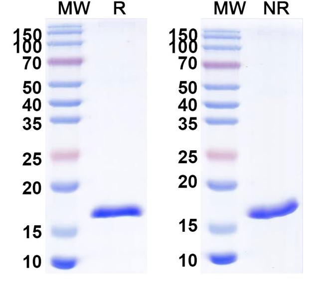 RFP VHH-8His-Cys-tag Antibody in SDS-PAGE (SDS-PAGE)