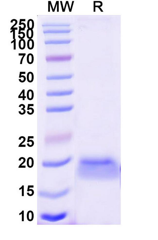 mCherry VHH-8His-Cys-tag Antibody in SDS-PAGE (SDS-PAGE)