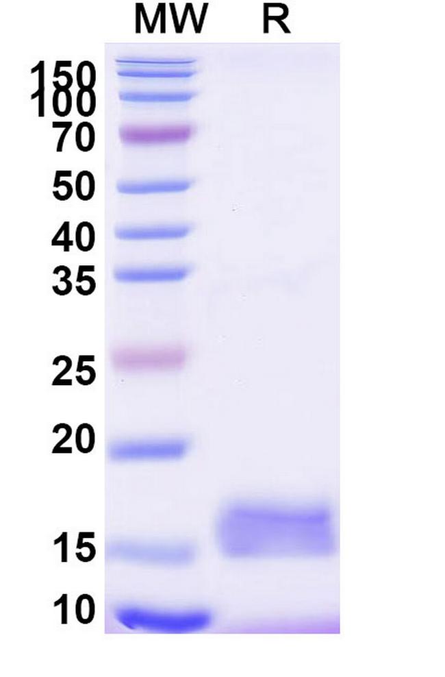 mCherry VHH-8His-Cys-tag Antibody in SDS-PAGE (SDS-PAGE)