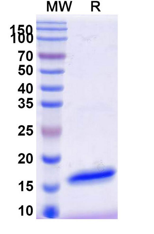 V5 Tag VHH-8His-Cys-tag Antibody in SDS-PAGE (SDS-PAGE)