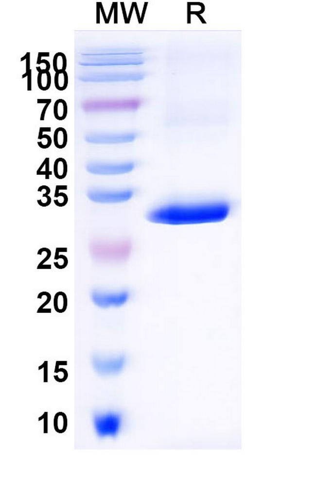 CD1d VHH-VHH-8His-Cys-tag Antibody in SDS-PAGE (SDS-PAGE)