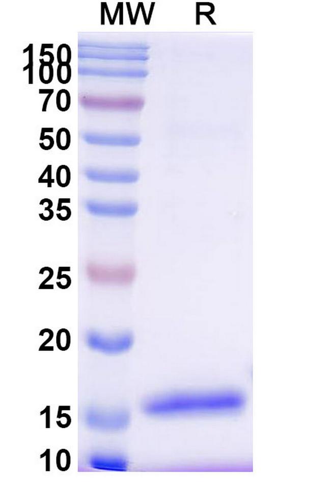 Bax VHH-8His-Cys-tag Antibody in SDS-PAGE (SDS-PAGE)