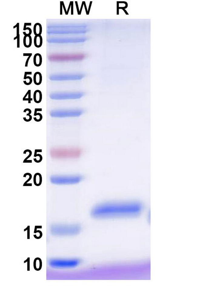NKp30 VHH-8His-Cys-tag Antibody in SDS-PAGE (SDS-PAGE)