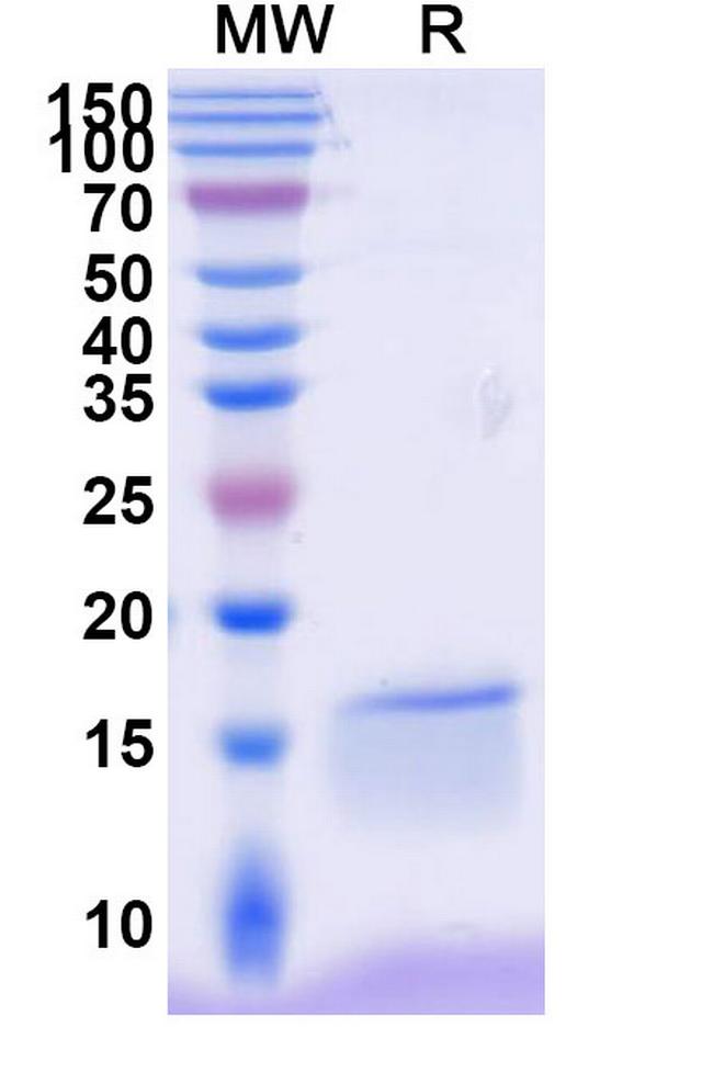 NKp30 VHH-8His-Cys-tag Antibody in SDS-PAGE (SDS-PAGE)