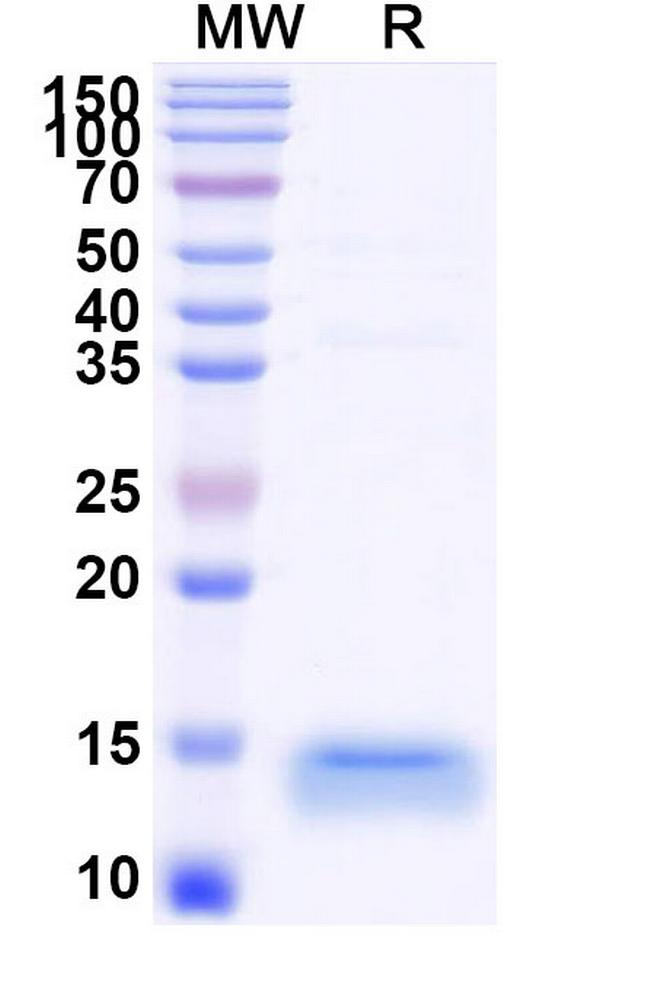 TIM-3 VHH-8His-Cys-tag Antibody in SDS-PAGE (SDS-PAGE)