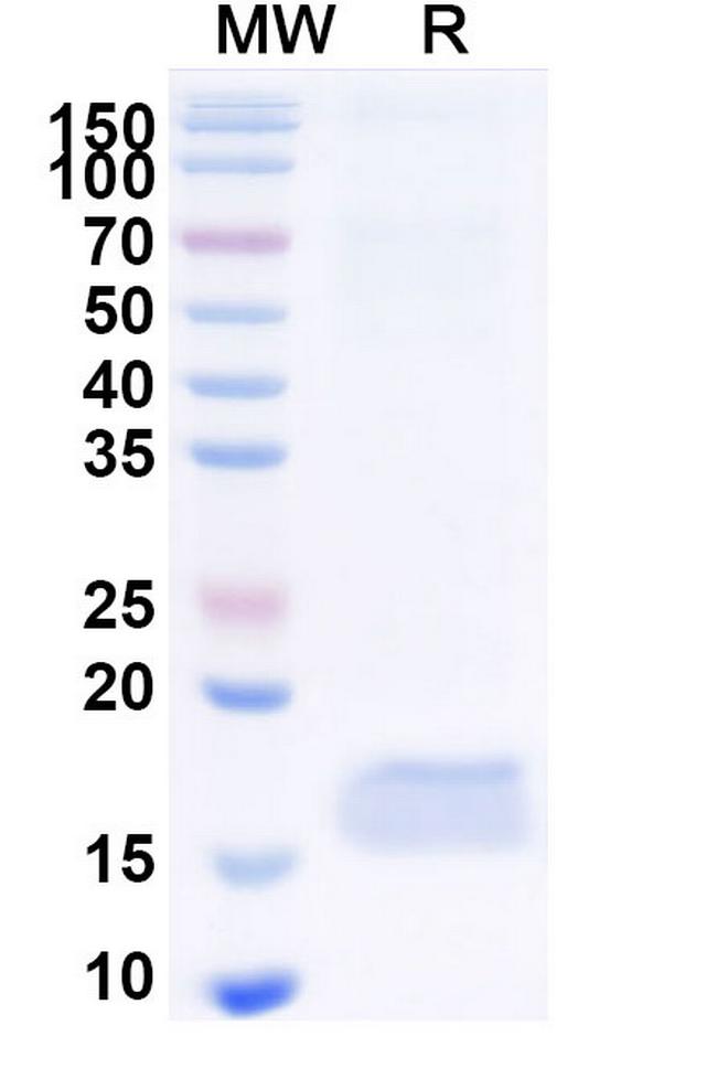 CD89 VHH-8His-Cys-tag Antibody in SDS-PAGE (SDS-PAGE)
